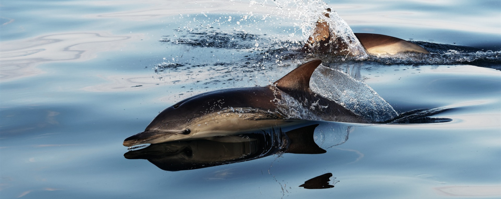 Common dolphin by Andrew Martin, Pixabay